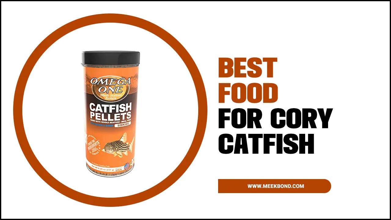 Best Food For Cory Catfish Diet & Health (2023 Review)