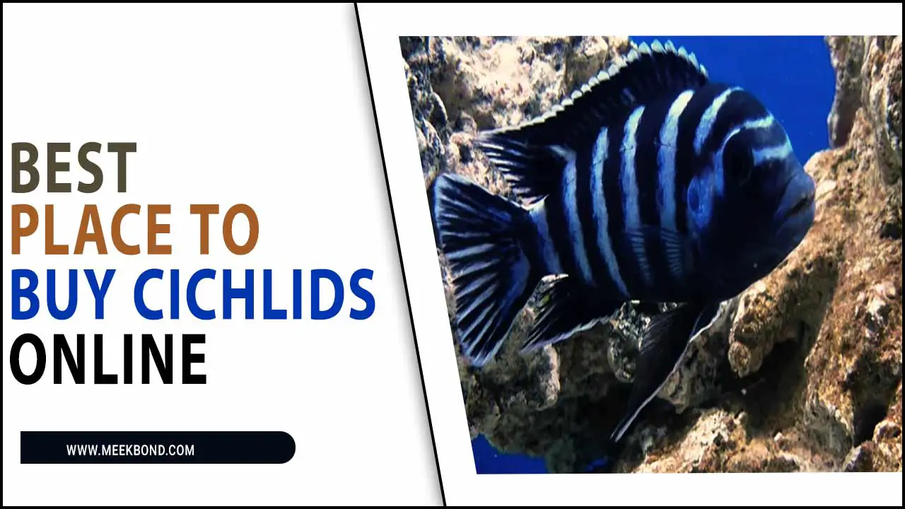 Best Place To Buy Cichlids Online: Top Recommendations For Your Aquarium