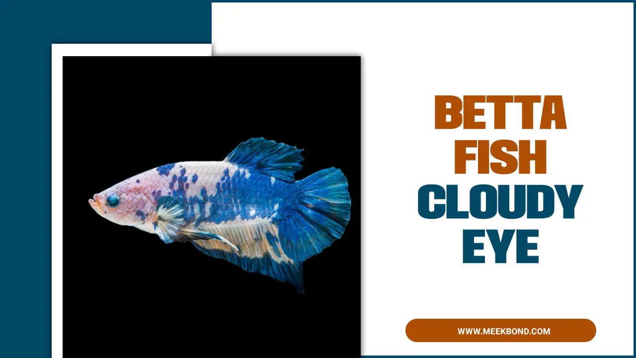 Betta Fish Cloudy Eye: Causes, Symptoms, And Solutions
