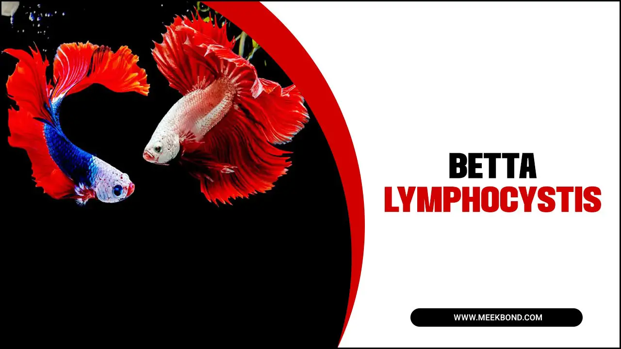 Betta Lymphocystis: Symptoms And Treatments