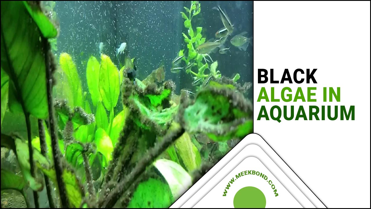 Black Algae In Aquarium: Causes, Prevention And Control