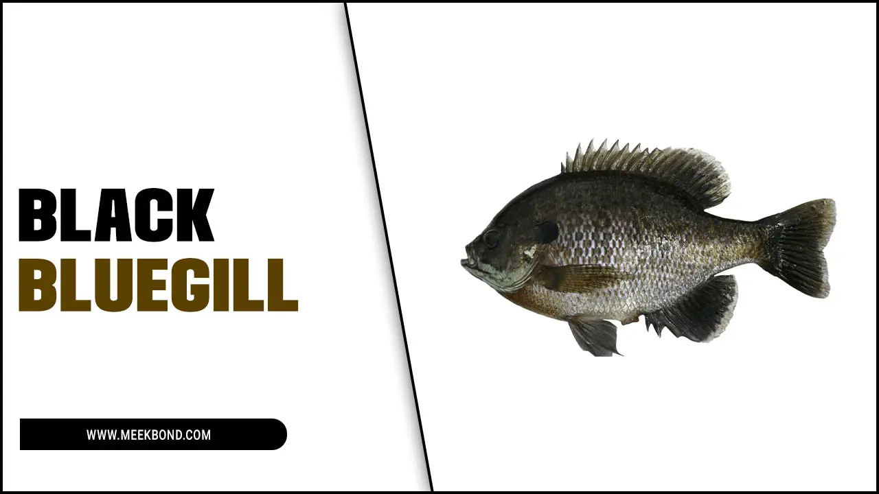 Discover The Unique Black Bluegill Fishing: A Complete Guide