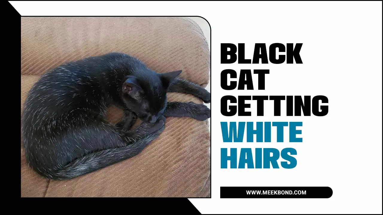Why Does The Black Cat Getting White Hairs?
