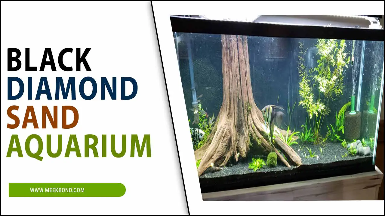 A Guide To Clean Black Diamond Sand Aquarium: Sparkle With Hygiene