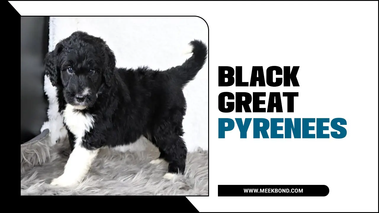 Black Great Pyrenees: The Majestic Guardian Dog