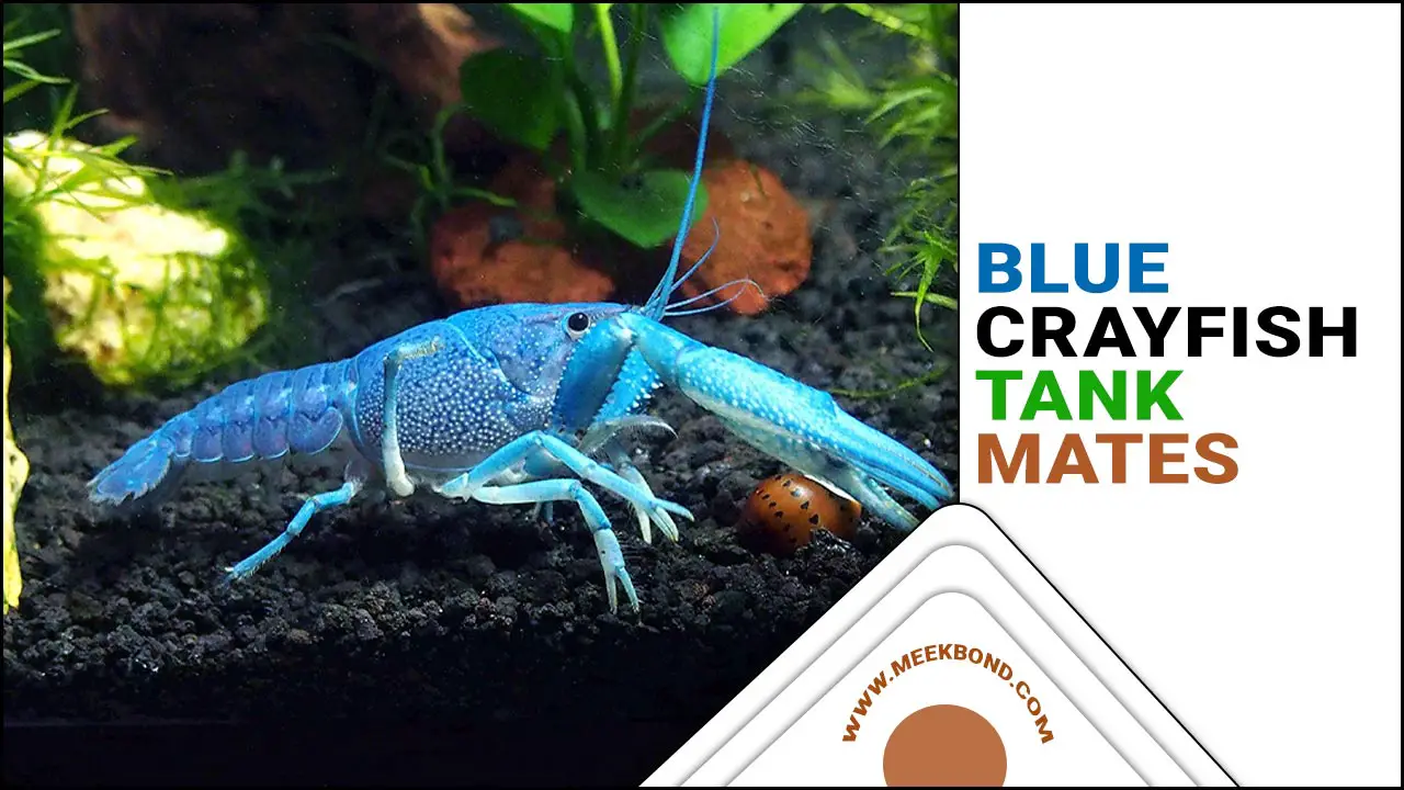Good Blue Crayfish Tank Mates: Compatibility Guideline