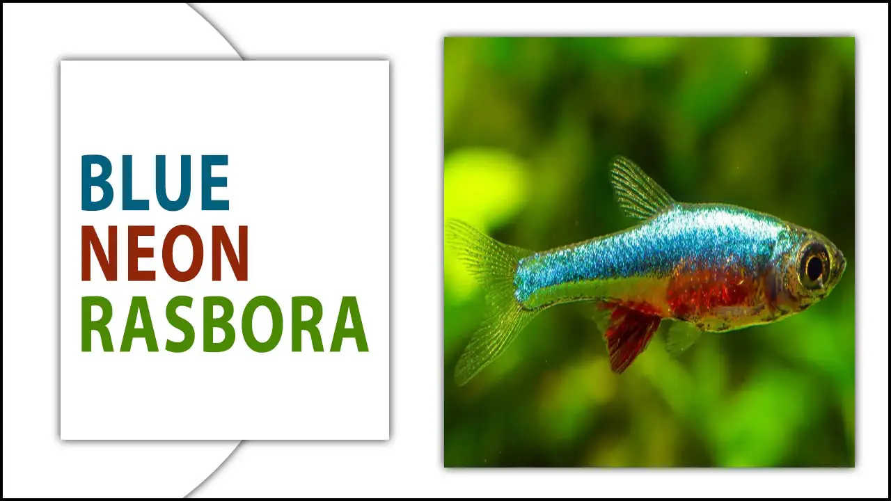 Blue Neon Rasbora: Peaceful Nano Fish With Tiny Mouths