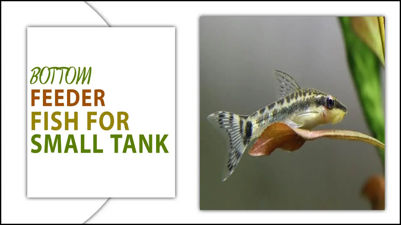 Bottom Feeder Fish For Small Tank – Best & Worst Types