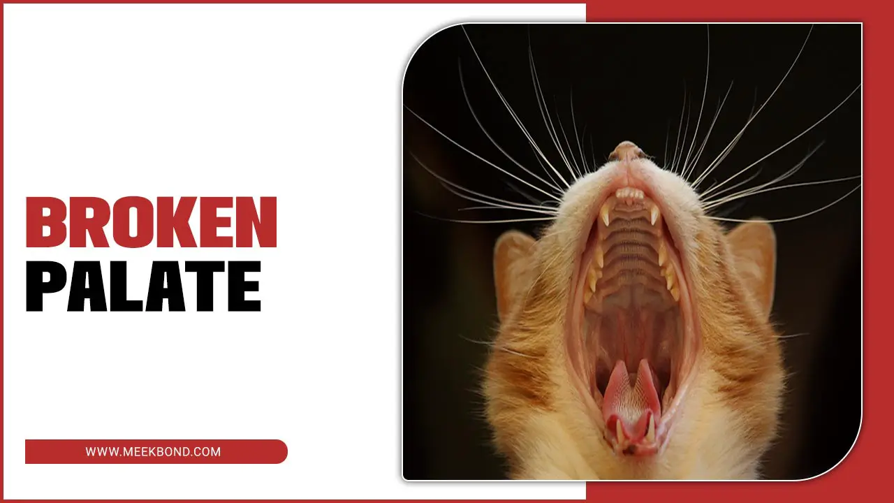 Broken Palate Of Cat: Causes, Symptoms, And Treatment Options