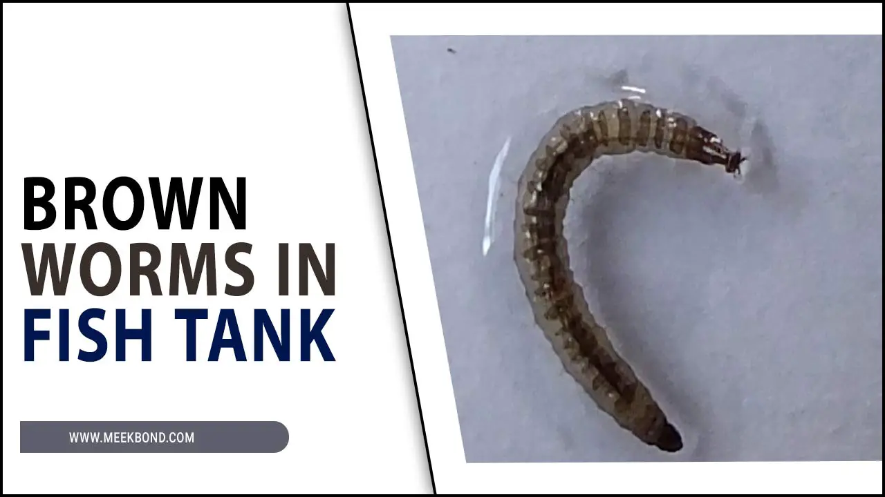 Brown Worms In Fish Tank: Are They Harmful Or Helpful?