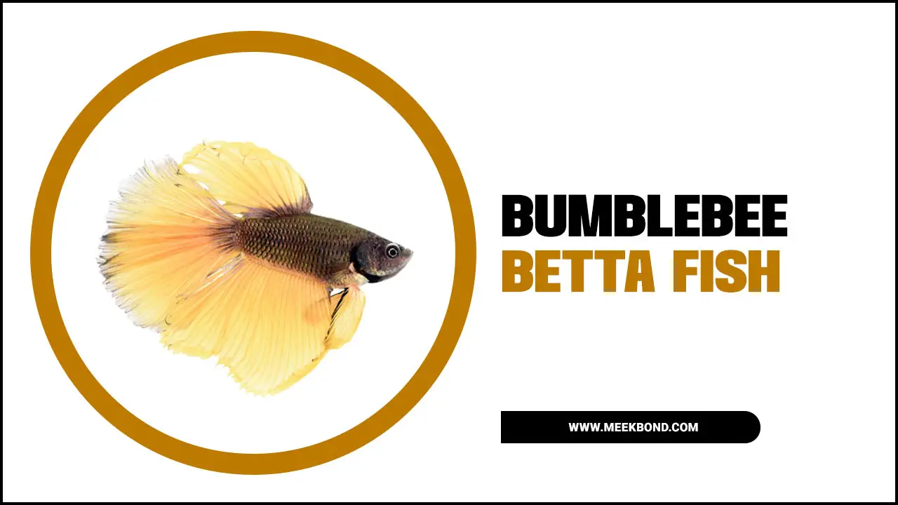 Bumblebee Betta Fish Care Guide For Beginners