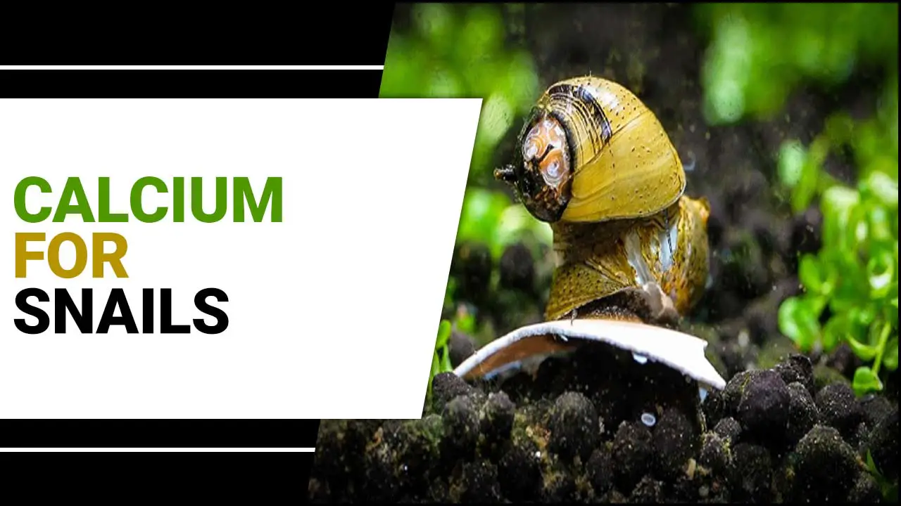 Calcium For Snails: The Key To Healthy Shells For Snails