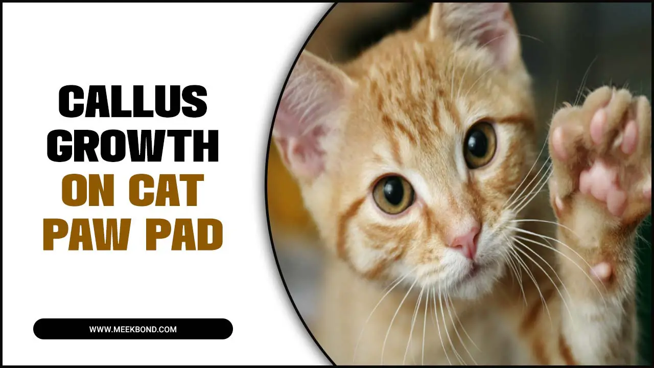 Preventing And Treating Callus Growth On Cat Paw Pad