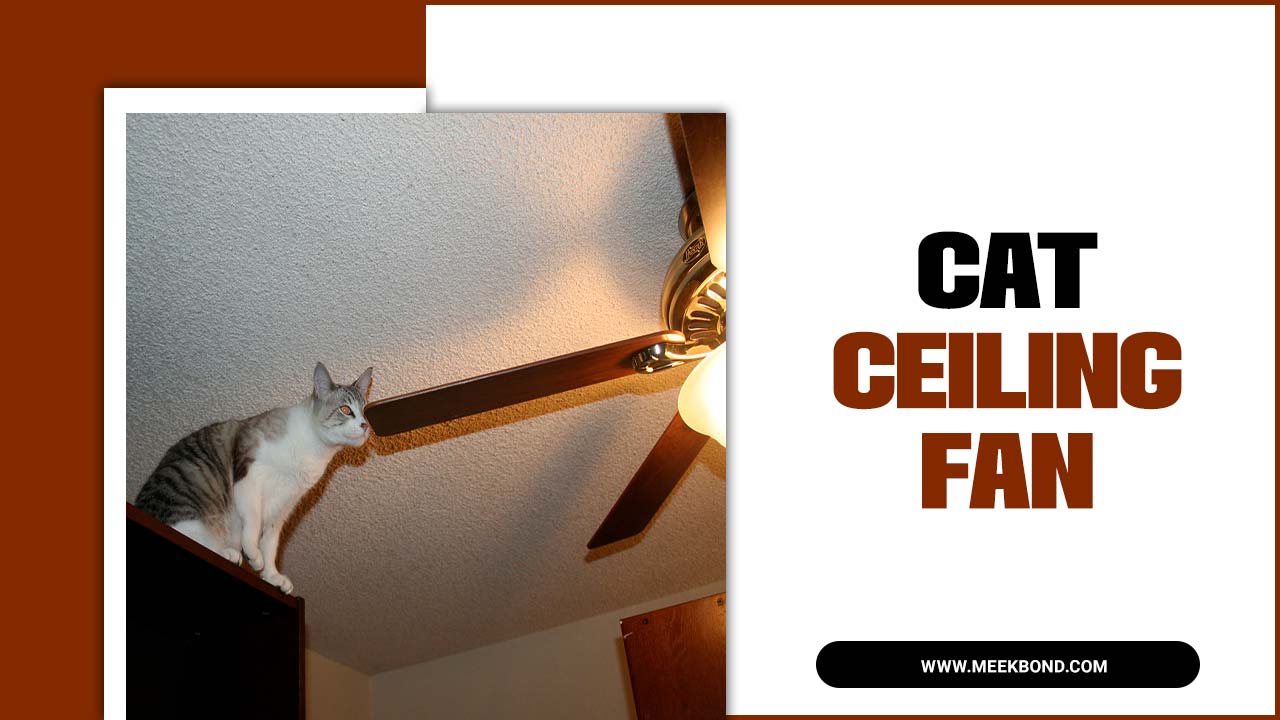 Why Does My Cat Ceiling Fan? A Guide
