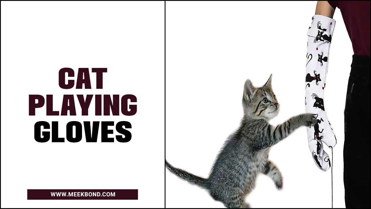Cat Playing Gloves: A Ultimate Guide