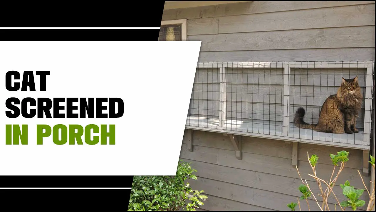 How To Create A Cat Screened In Porch