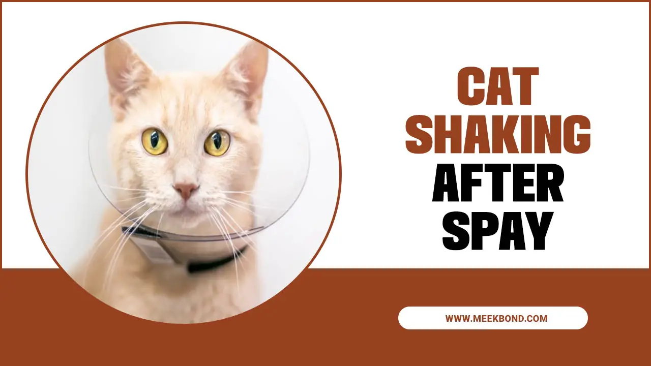 Why Is My Cat Shaking After Spay?