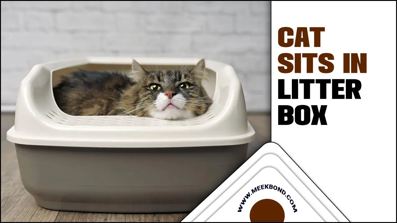 Why Is Your Cat Sits In Litter Box?