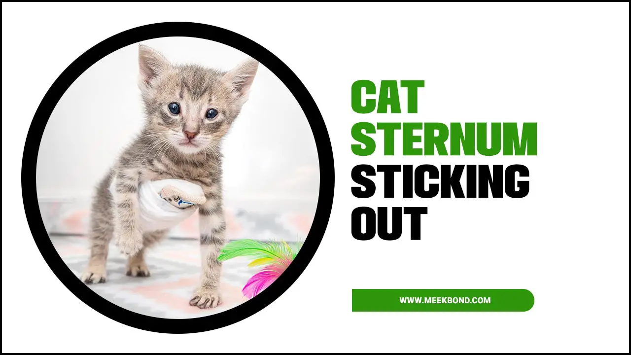 Cat Sternum Sticking Out: Causes And Solutions