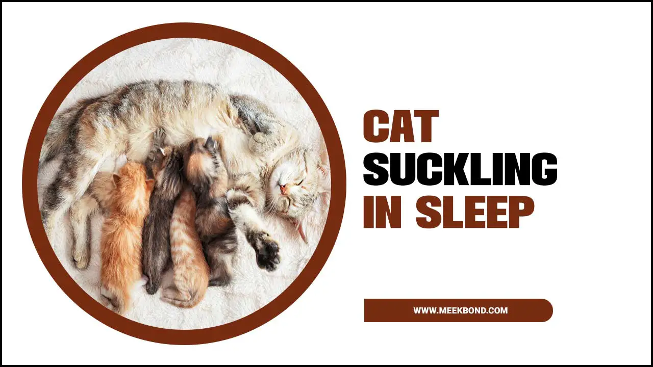 Why Do Cat Suckling In Sleep? – Facts Inside