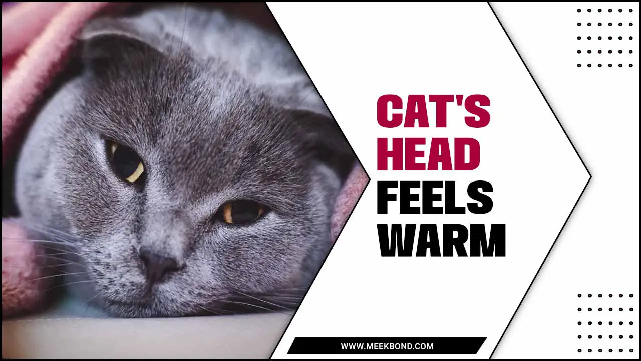 Why Does My Cat’s Head Feels Warm – Pet Owner Guide