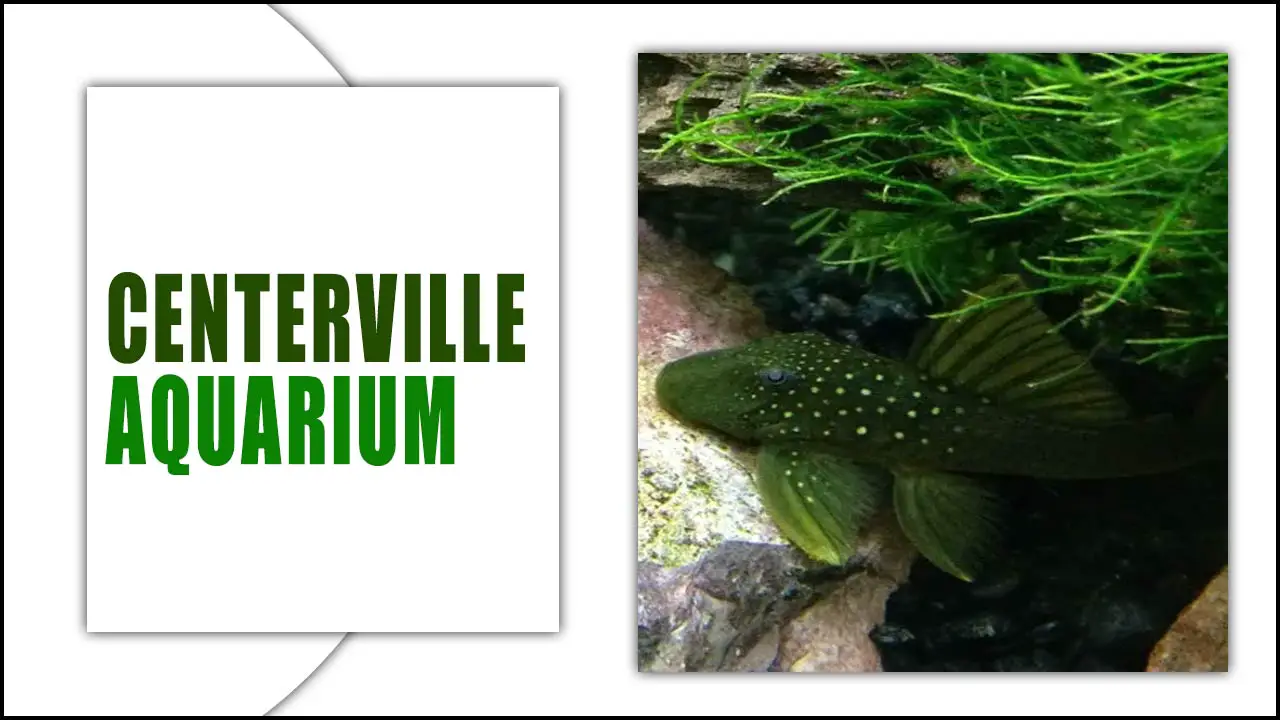 Centerville Aquarium: A Home For Marine Life