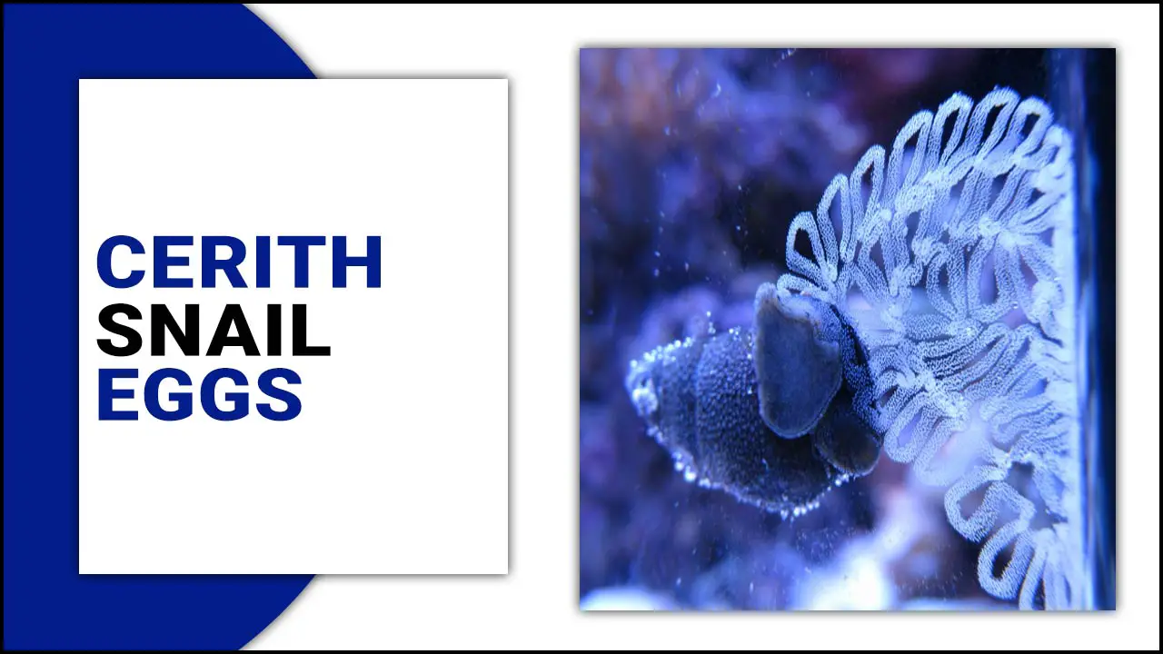 Cerith Snail Eggs: A Comprehensive Guide
