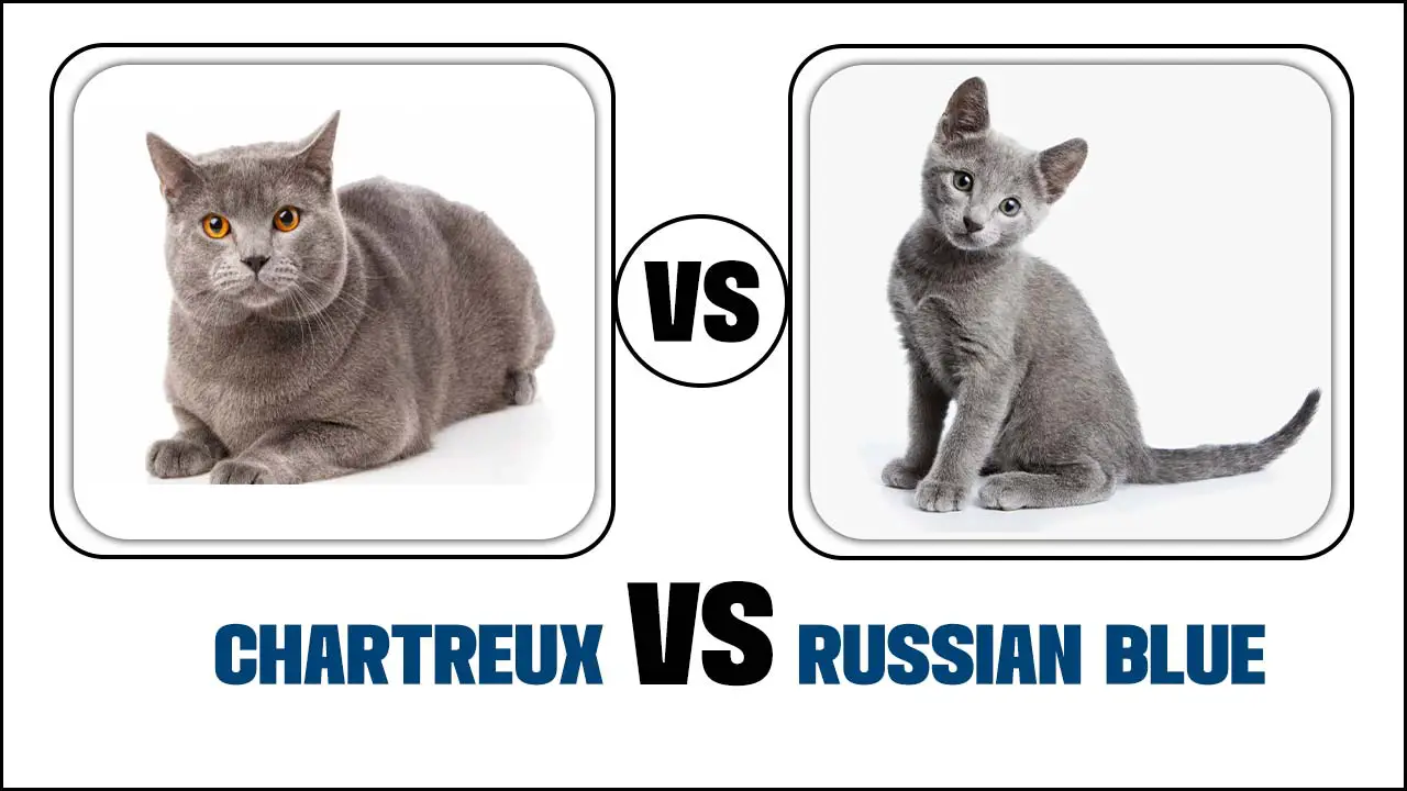 Chartreux Vs Russian Blue Cat: What Is The Difference?