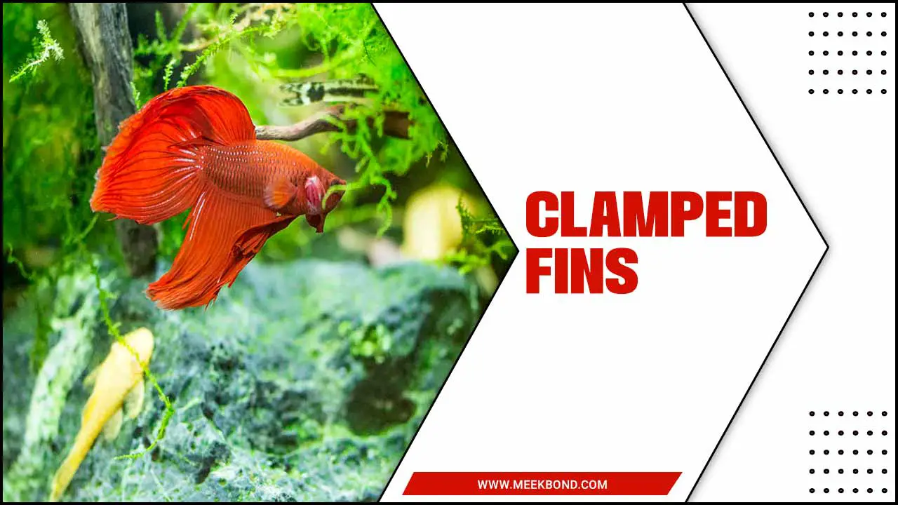 Clamped Fins: Causes, Prevention & Treatment