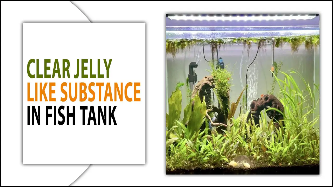 Clear Jelly Like Substance In Fish Tank: A Simple Guide