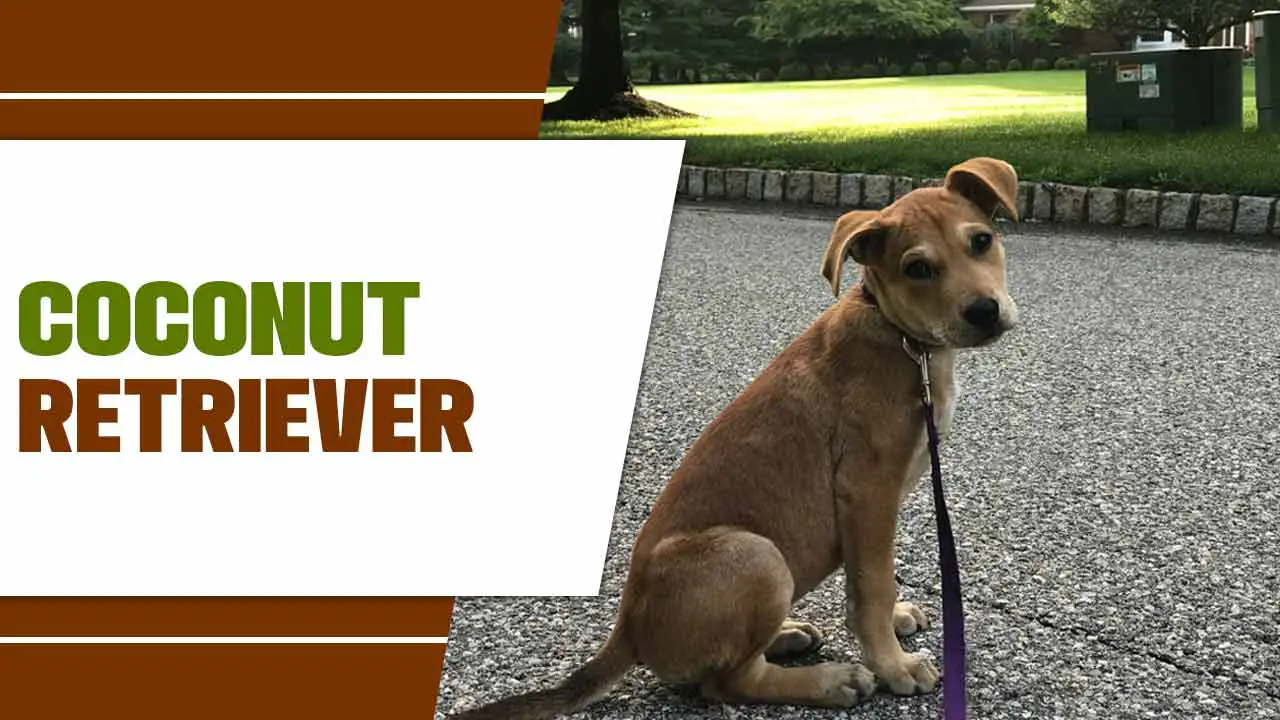 All You Need To Know About Coconut Retriever
