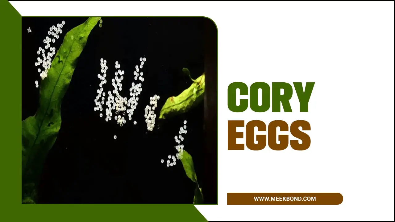 How Long Do Cory Eggs Take To Hatch