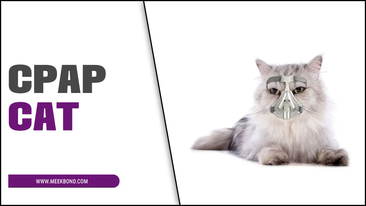 CPAP Cat: How A Feline Companion Can Help Improve Your Sleep Apnea