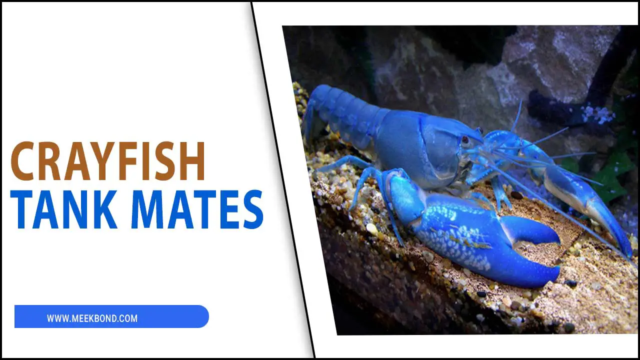 Best Crayfish Tank Mates For Your Aquarium