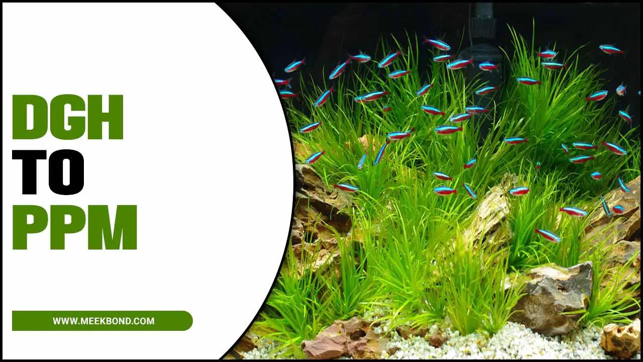 The Importance Of DGH To PPM In Aquariums