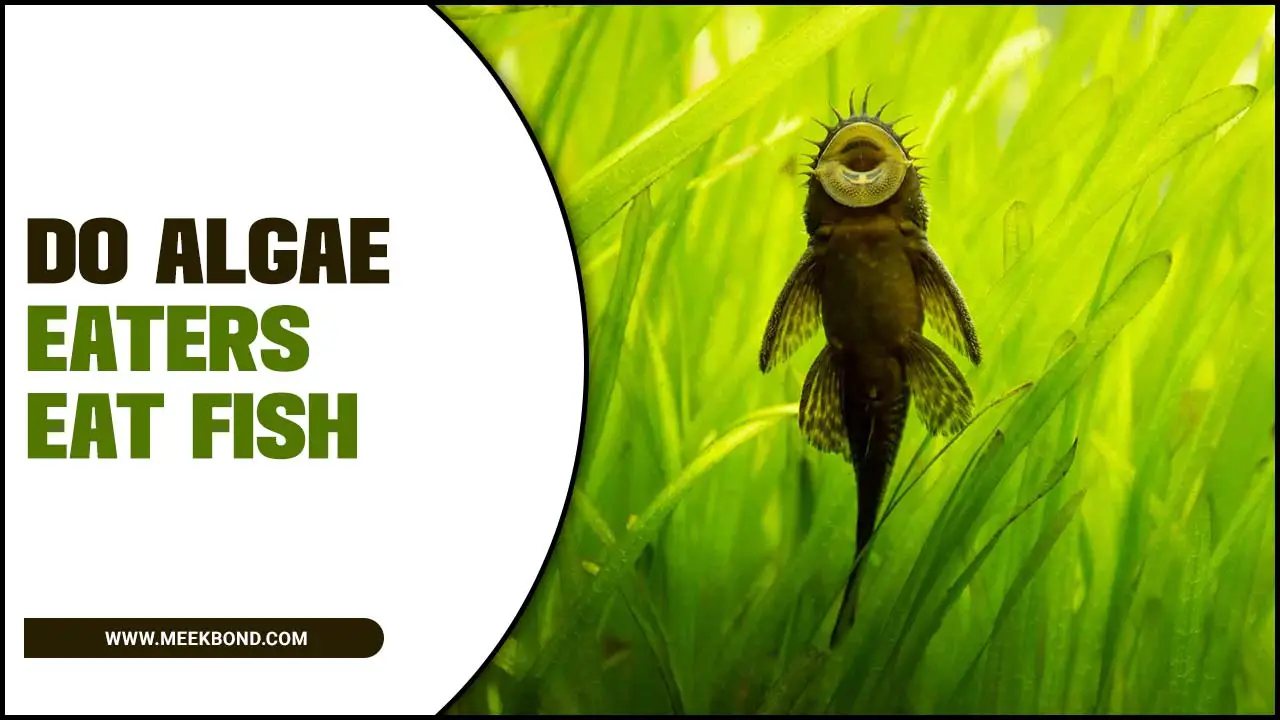 Do Algae Eaters Eat Fish: Understanding Their Feeding Habits