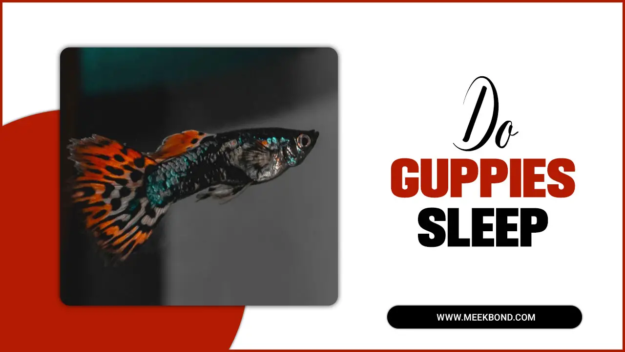 Investigating The Phenomenon: Do Guppies Sleep?