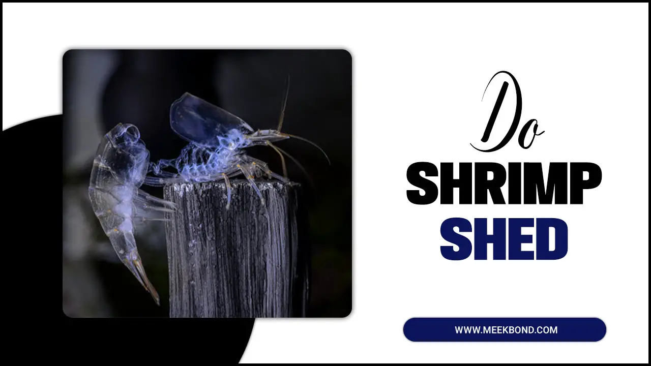How Often Do Shrimp Shed Their Skin? A Quick Guide