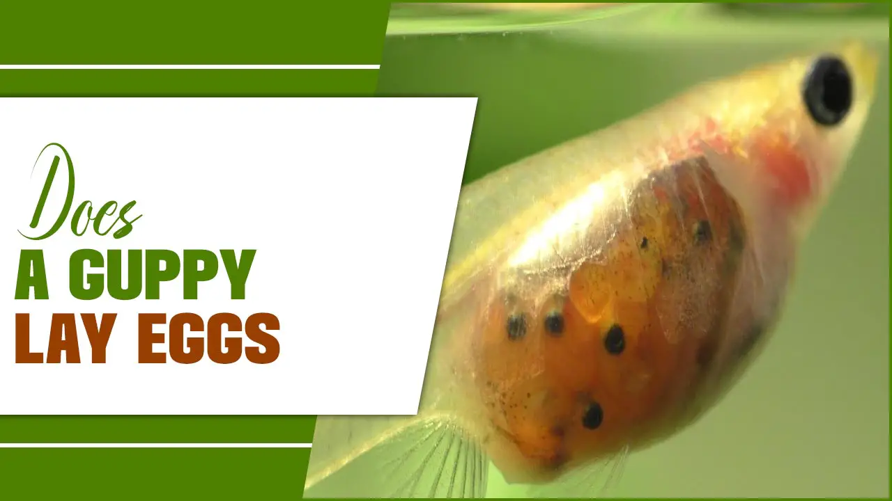 guppy fish eggs