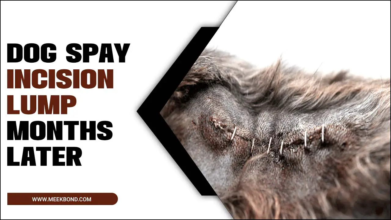 Dog Spay Incision Lump Months Later: Causes And Treatment