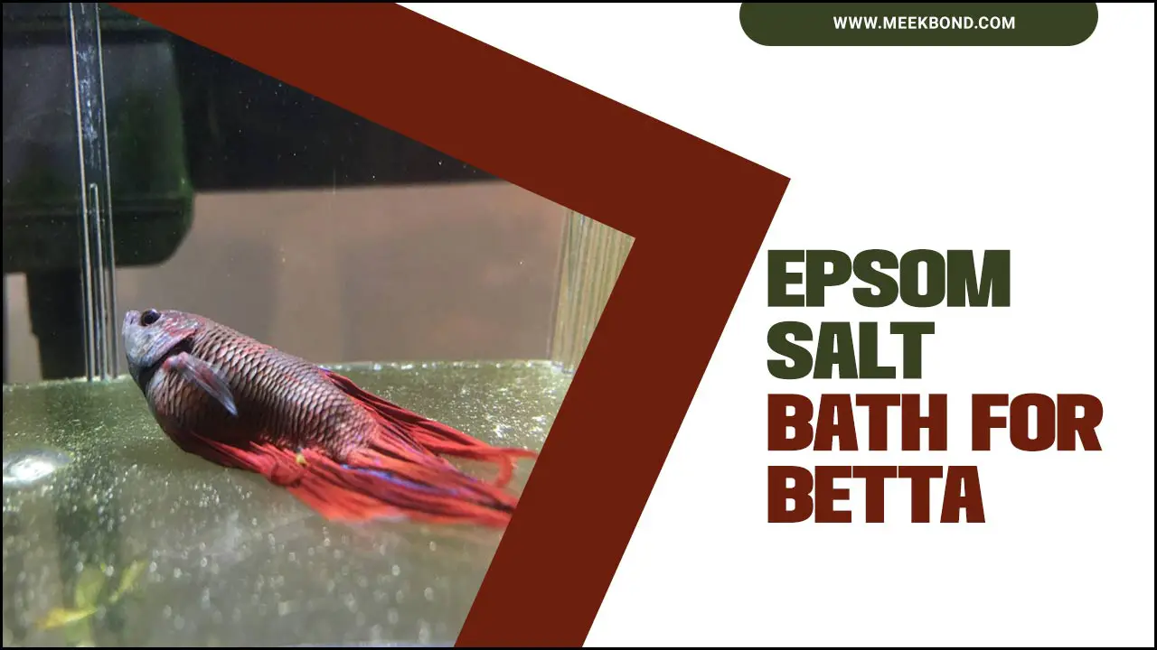 Epsom Salt Bath For Betta Fish: A Guide For Fish Owners