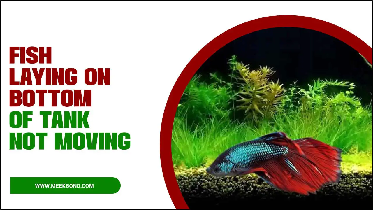 Fish Laying On Bottom Of Tank Not Moving – Here’s What To Do