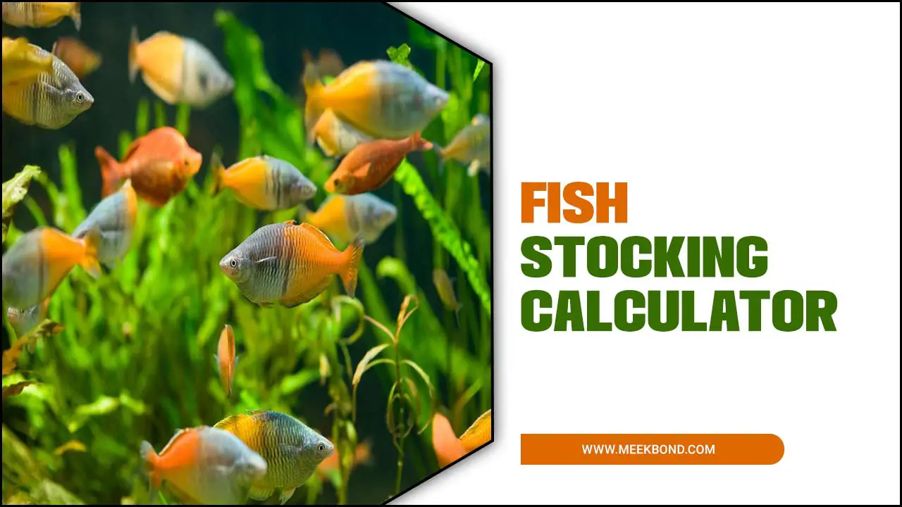 Fish Stocking Calculator – Plan Your Aquarium