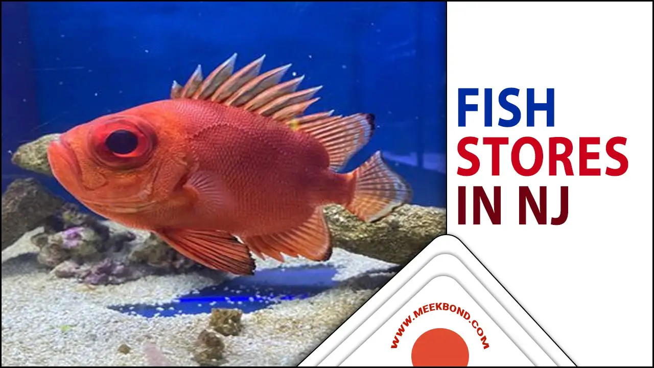 The Thriving Fish Stores In NJ: Choosing The Best Accessories