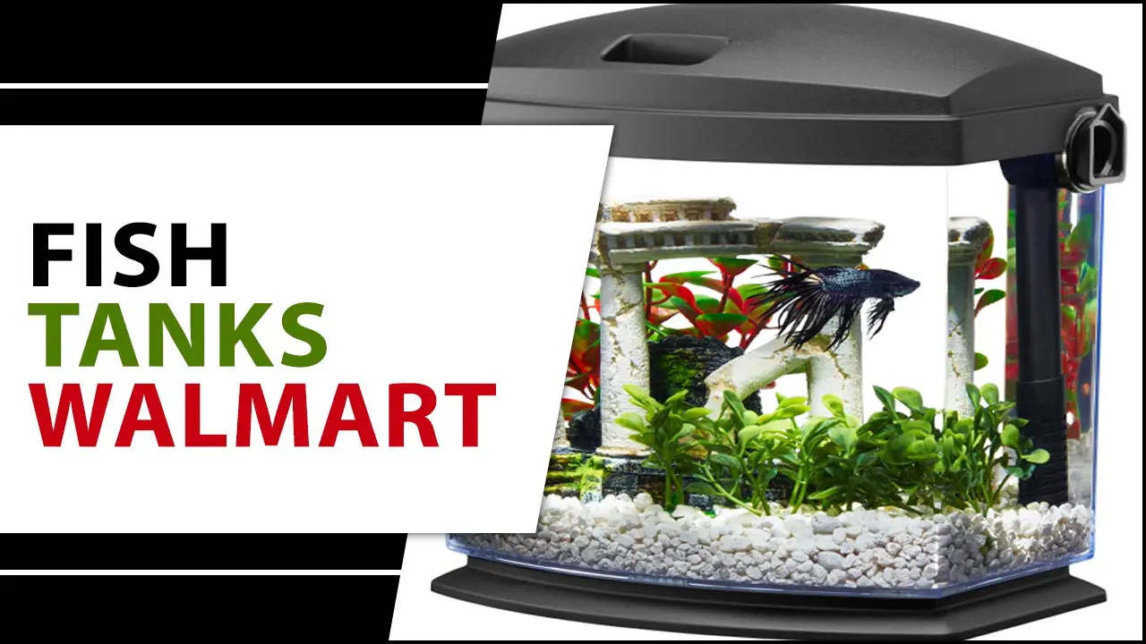 How To Find The Perfect Fish Tanks Walmart
