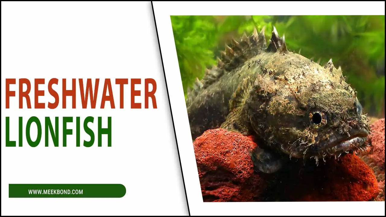 Can You Kept Freshwater Lionfish In Aquarium