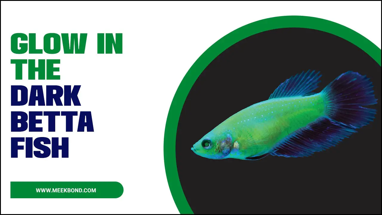 Glow In The Dark Betta Fish: A Simple Guide