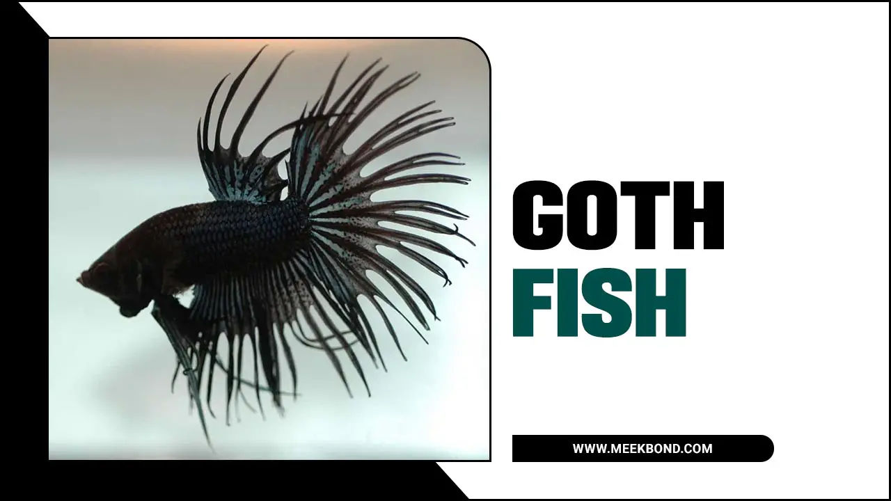 Goth Fish