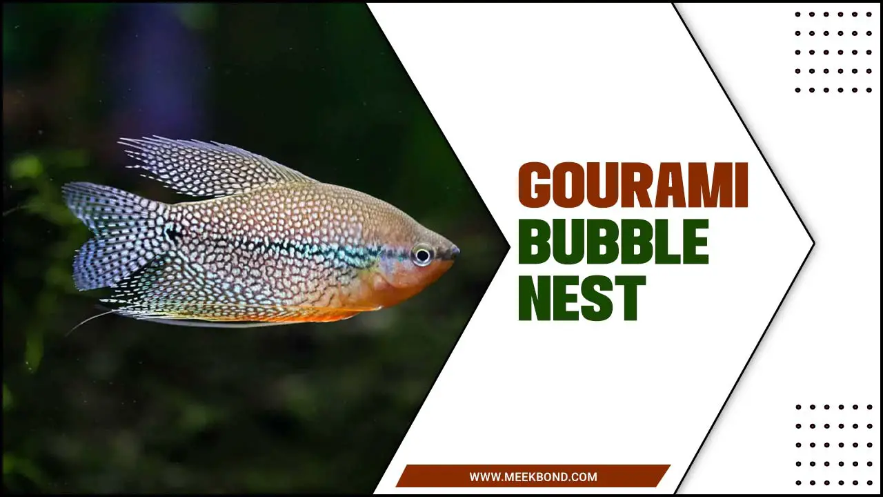 Gourami Bubble Nest: A Natural Wonder In Aquatic Life