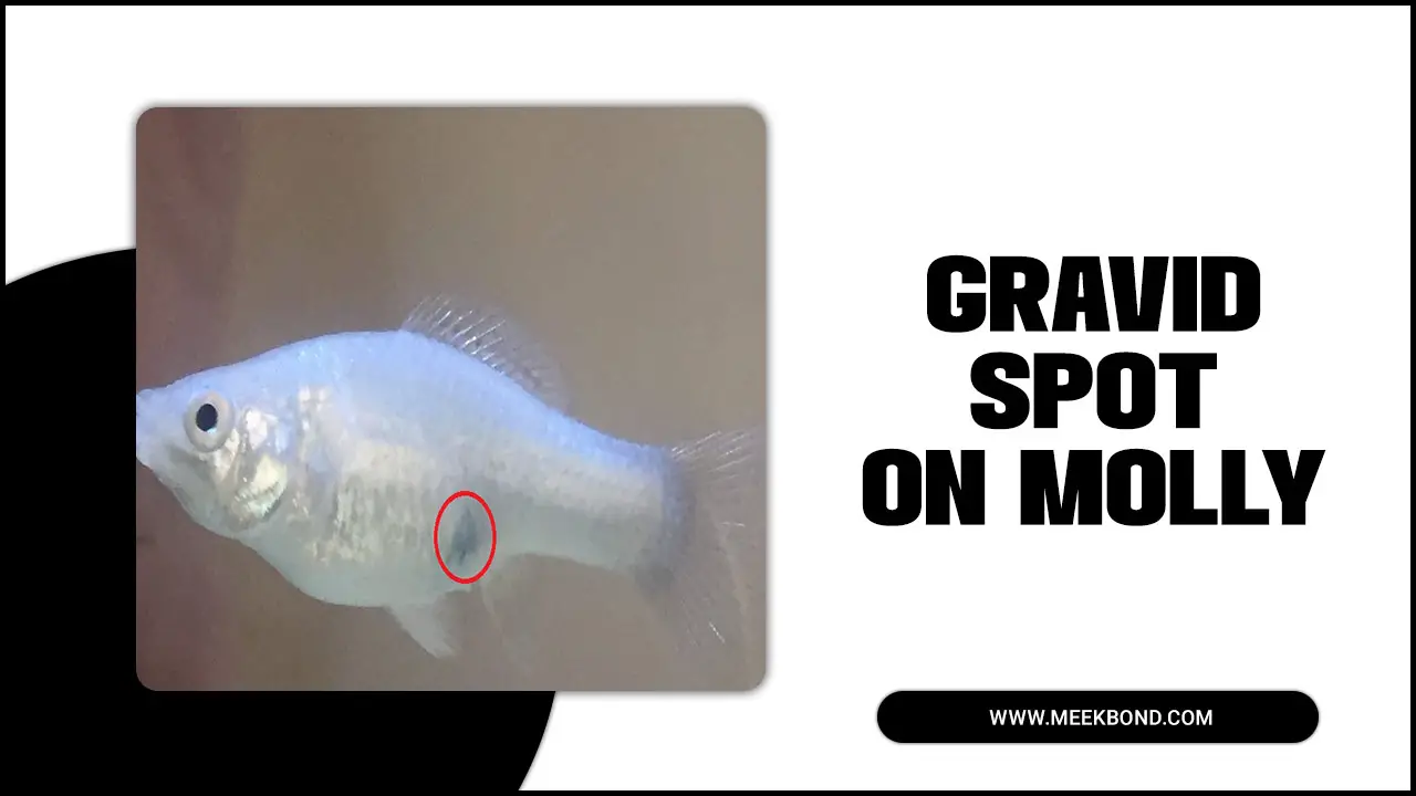 Gravid Spot On Molly Fish: A Sign Of Pregnancy?